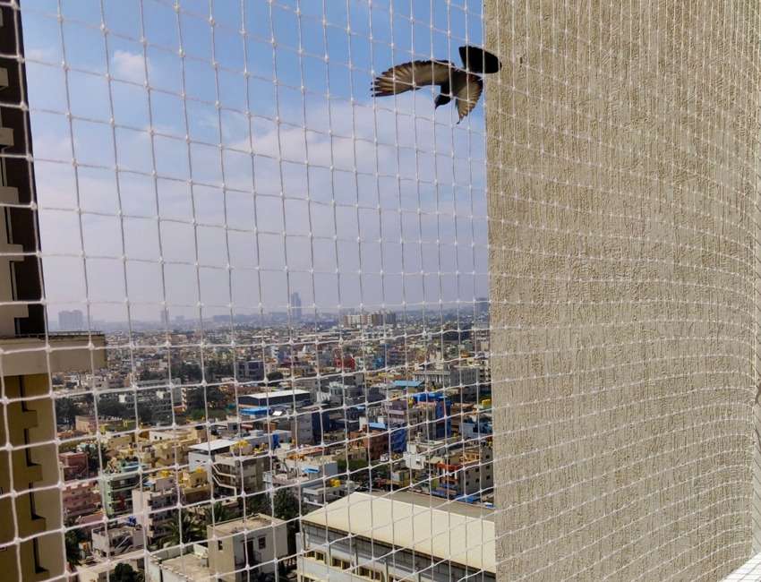 Pigeon Safety Nets