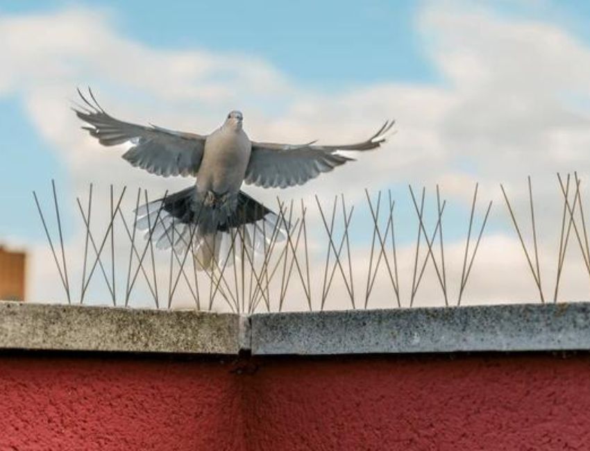 Pigeon & Bird Spikes