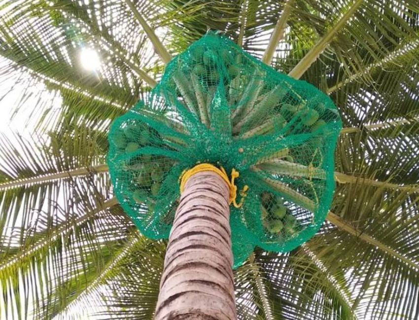 Coconut Tree Safety Nets